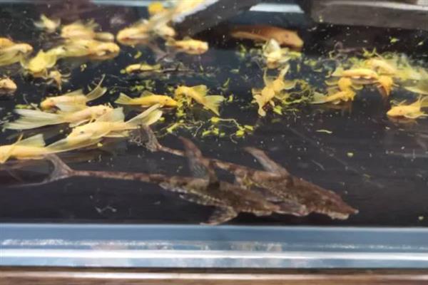 直升机鱼好不好养，适应能力不强偏难