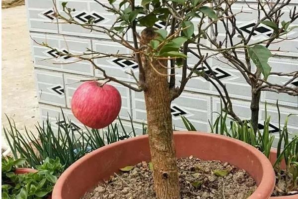 盆栽苹果树的叶片为何发蔫打卷，一般是水分过多、施肥过勤等因素造成