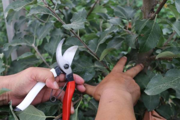 盆栽苹果树的叶片为何发蔫打卷，一般是水分过多、施肥过勤等因素造成