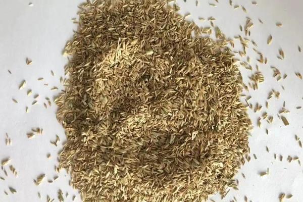 花卉种子怎么选择，要留心包装袋上的生产日期