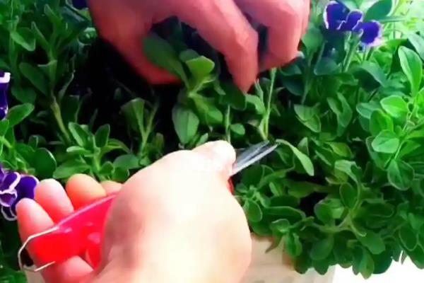 矮牵牛有没有毒，属于无毒植物