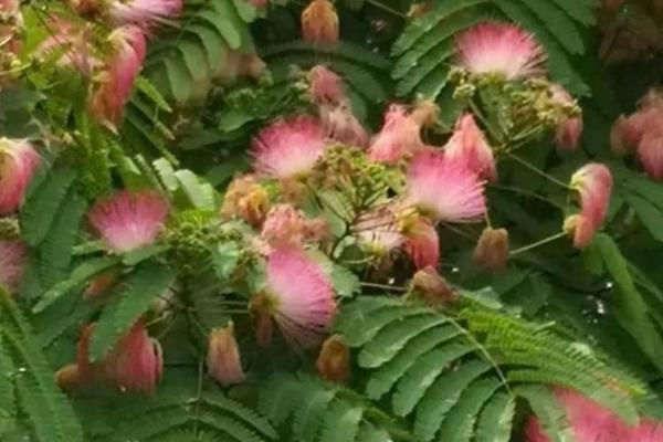 绒花树能栽在大门口吗，切忌栽种于门口正对面