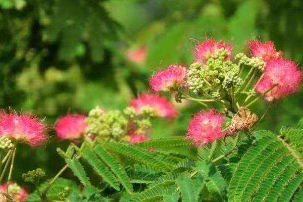 绒花树能栽在大门口吗，切忌栽种于门口正对面