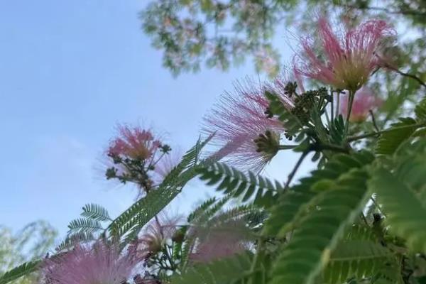 绒花树能栽在大门口吗，切忌栽种于门口正对面
