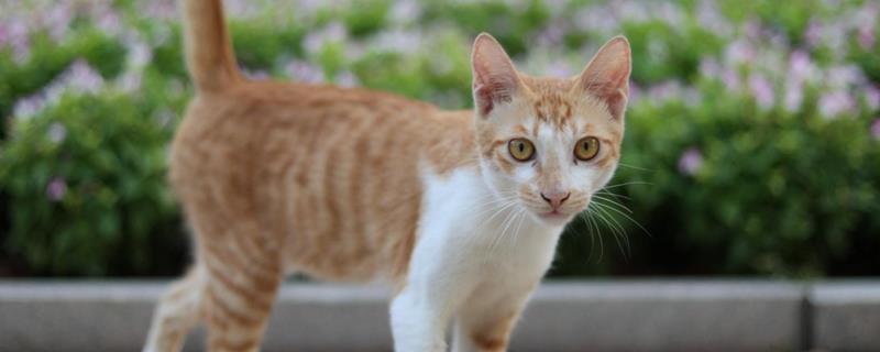 猫咪患有哮喘病如何护理，需改变家庭环境并保持干净