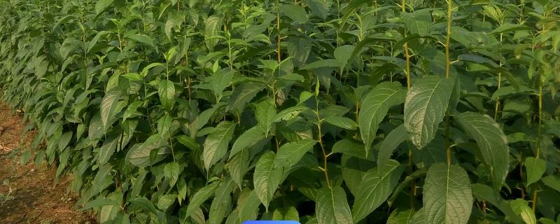 杜仲树怎么种植，每年要追施2-次肥料