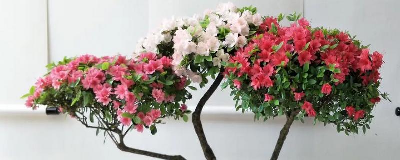 杜鹃花掉叶子的原因，一般是水肥不当、水土偏碱等因素造成