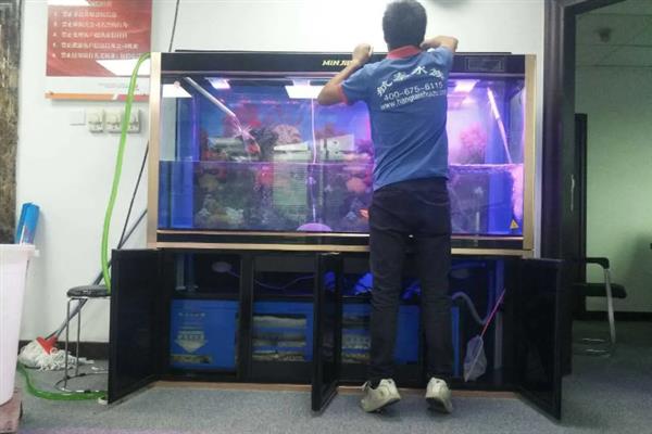 养什么鱼不用换水，金鱼、孔雀鱼等可以不用频繁换水