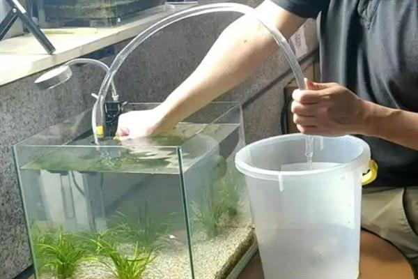 养什么鱼不用换水，金鱼、孔雀鱼等可以不用频繁换水