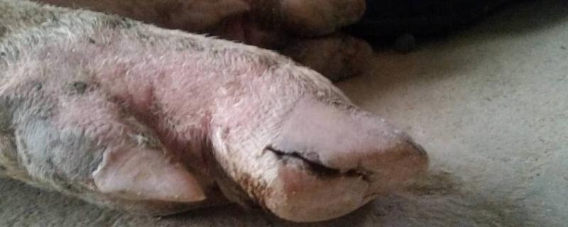母猪蹄裂的原因，可能是环境干燥且气温不稳定所致