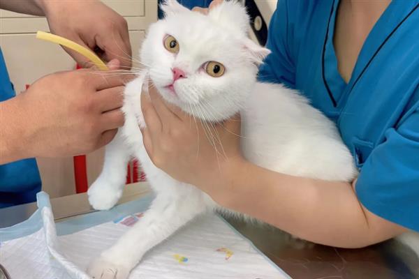 猫咪患有哮喘病如何护理，需改变家庭环境并保持干净