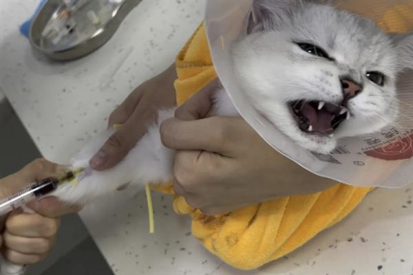 猫咪患有哮喘病如何护理，需改变家庭环境并保持干净