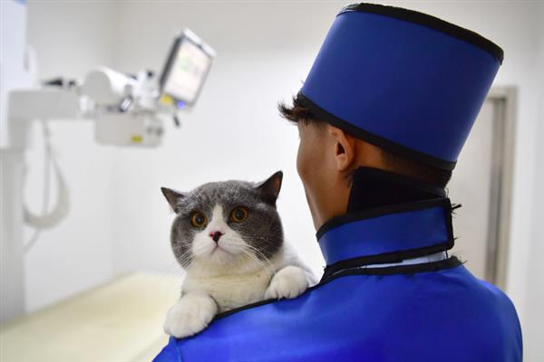 猫咪患有哮喘病如何护理，需改变家庭环境并保持干净