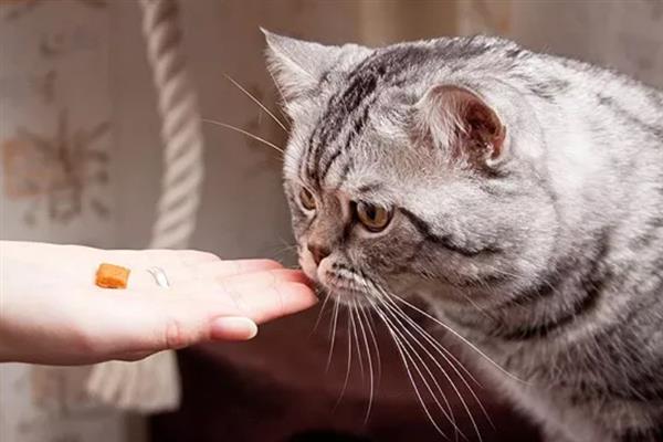 猫咪患有哮喘病如何护理，需改变家庭环境并保持干净