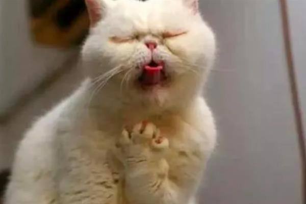 猫咪患有哮喘病如何护理，需改变家庭环境并保持干净