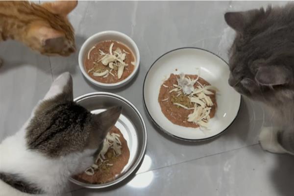 猫咪患有哮喘病如何护理，需改变家庭环境并保持干净