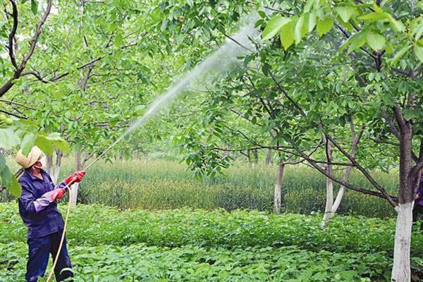 杜仲树怎么种植，每年要追施2-次肥料