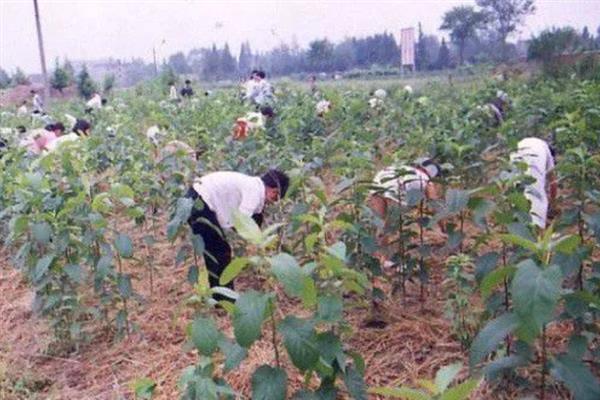 杜仲树怎么种植，每年要追施2-次肥料