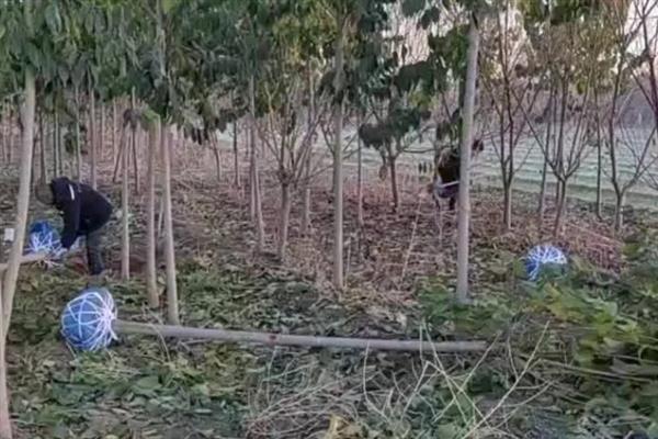 杜仲树怎么种植，每年要追施2-次肥料