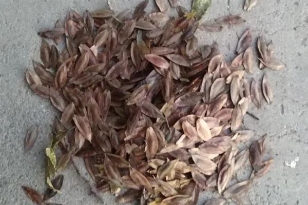 杜仲树怎么种植，每年要追施2-次肥料