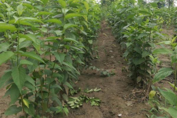 杜仲树怎么种植，每年要追施2-次肥料