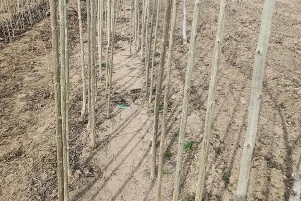 杜仲树怎么种植，每年要追施2-次肥料