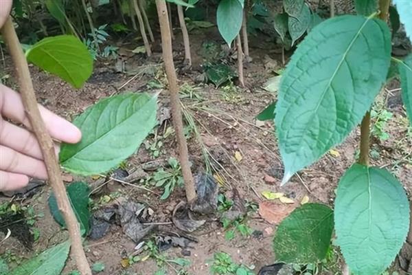 杜仲树怎么种植，每年要追施2-次肥料