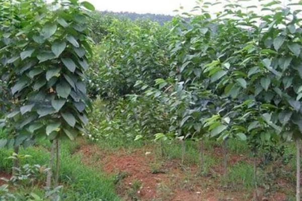 杜仲树怎么种植，每年要追施2-次肥料