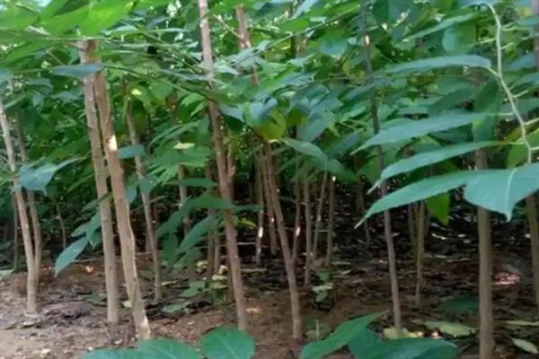 杜仲树怎么种植，每年要追施2-次肥料