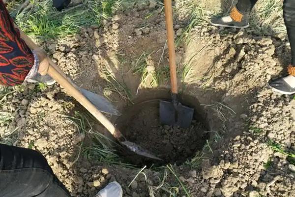 杜仲树怎么种植，每年要追施2-次肥料