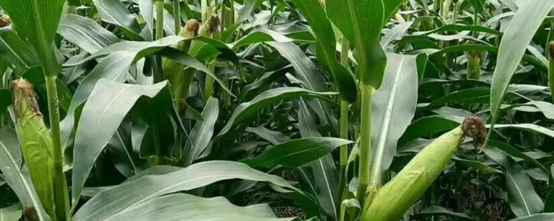 早春玉米的种植时间，大多在3月15-20日左右