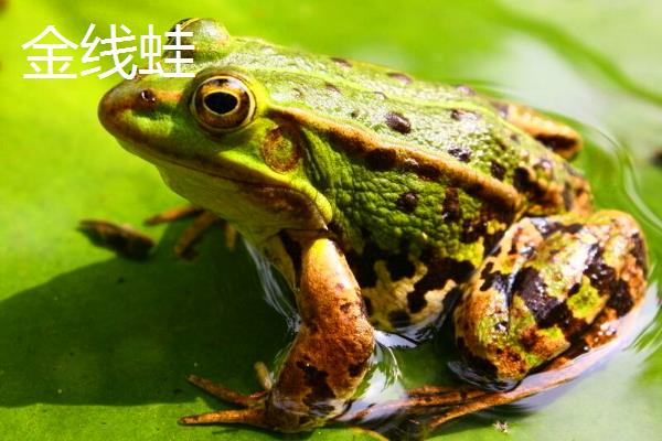 青蛙是不是保护动物，大部分属于三有保护动物
