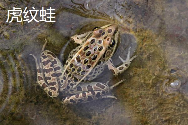 青蛙是不是保护动物，大部分属于三有保护动物