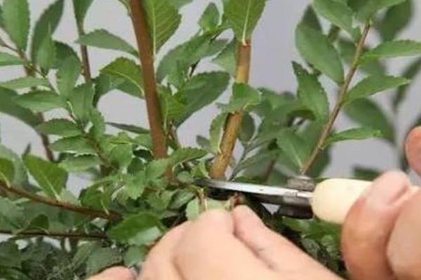 识别徒长枝的方法，具有枝条直立且节间较长、叶芽不够饱满等表现