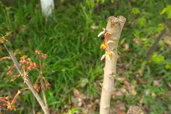 识别徒长枝的方法，具有枝条直立且节间较长、叶芽不够饱满等表现