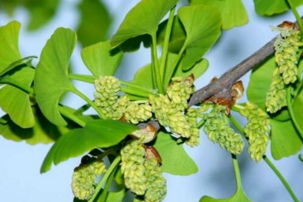识别徒长枝的方法，具有枝条直立且节间较长、叶芽不够饱满等表现