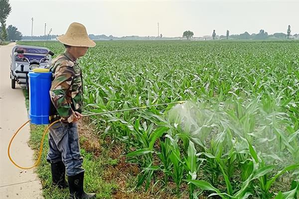 玉米地的麦苗会不会自行死亡，需要喷药才能灭除