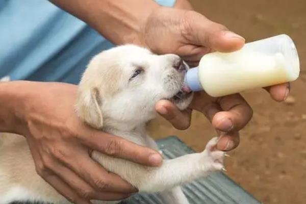 给幼犬喂食的方法，饲喂幼犬专用的羊奶粉比较好