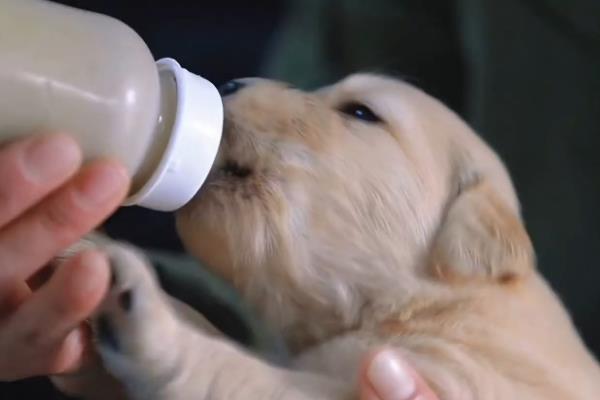 给幼犬喂食的方法，饲喂幼犬专用的羊奶粉比较好