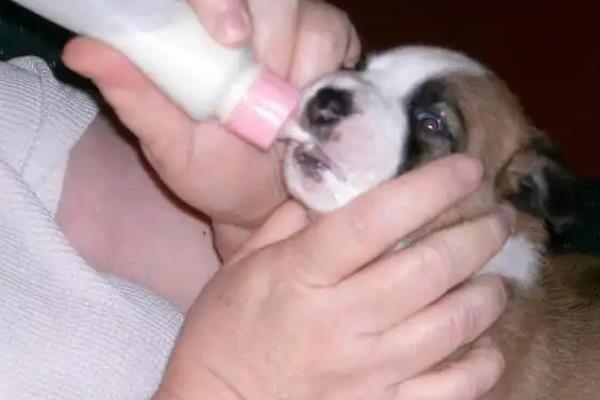 给幼犬喂食的方法，饲喂幼犬专用的羊奶粉比较好
