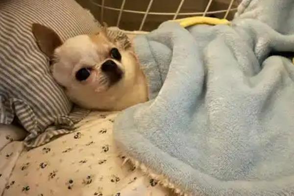 给幼犬喂食的方法，饲喂幼犬专用的羊奶粉比较好