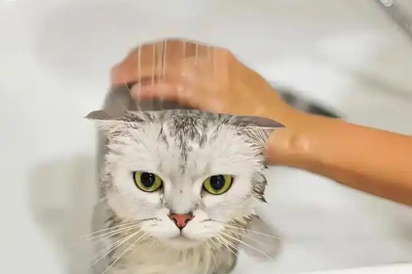 是怎么引起猫咪耳螨的，可能是生活环境不卫生导致的