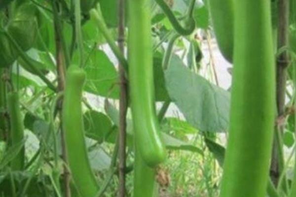 夜开花的学名，瓠瓜是它的正式名称