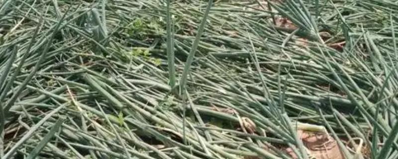 洋葱叶子倒伏的原因，可能是养分不足或水分过多所致