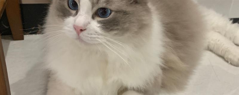 猫要注射哪几种疫苗，常见的有核心疫苗、猫瘟疫苗等