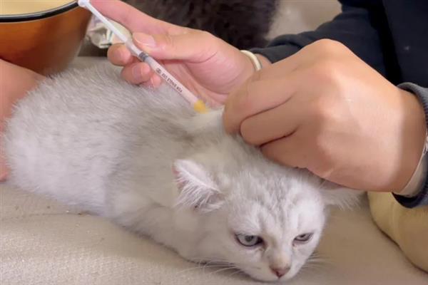 猫要注射哪几种疫苗，常见的有核心疫苗、猫瘟疫苗等