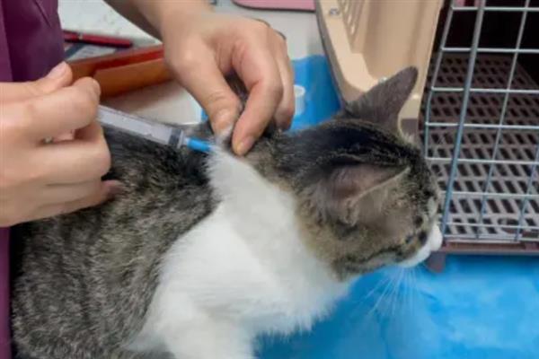猫要注射哪几种疫苗，常见的有核心疫苗、猫瘟疫苗等