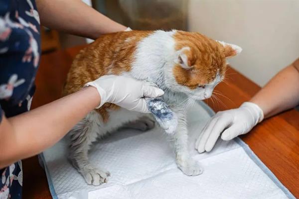 猫要注射哪几种疫苗，常见的有核心疫苗、猫瘟疫苗等