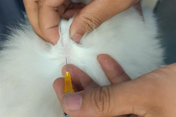 猫要注射哪几种疫苗，常见的有核心疫苗、猫瘟疫苗等