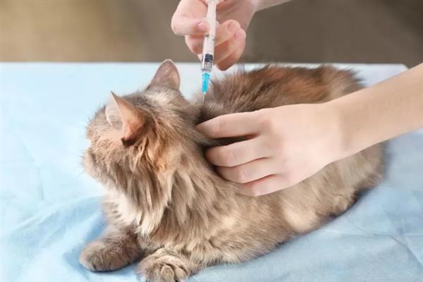 猫要注射哪几种疫苗，常见的有核心疫苗、猫瘟疫苗等